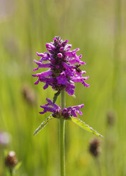 Germany, Bavaria, Upper Bavaria, Betony (Betonica officinalis) - SIEF005181