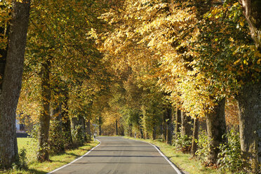 Deutschland, Bayern, Oberbayern, Bad Tölz, baumbestandene Straße im Herbst - SIEF005177