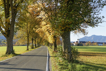 Deutschland, Bayern, Oberbayern, Bad Tölz, Baumallee im Herbst, Kloster Benediktbeuern - SIEF005176