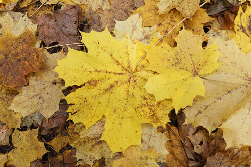 Deutschland, Bayern, gelbe Blätter, Spitzahorn (Acer platanoides) im Herbst - SIEF005175