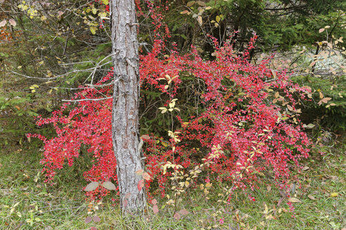 Deutschland, Bayern, Cotoneaster horizontalis im Herbst - SIEF005174