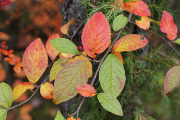 Deutschland, Bayern, Weidenbaum (Viburnum lantana) im Herbst - SIEF005173