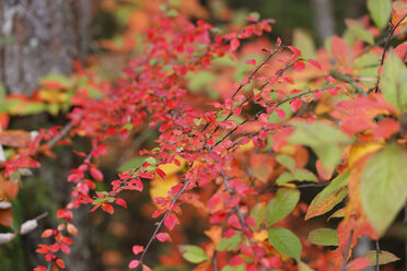 Germany, Bavaria, Cotoneaster horizontalis in autumn - SIEF005172