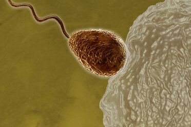 Sperm fertilizing egg cell - SGF000450