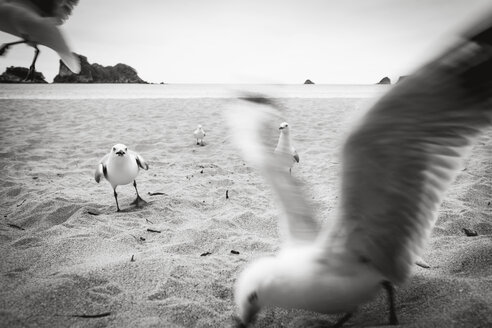 Neuseeland, Nordinsel, Cathedral Cove und Seemöwen am Strand - WV000479