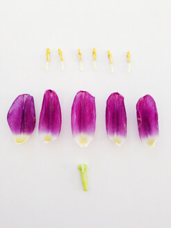 Violette Tulpe in Teilen - AFF000041