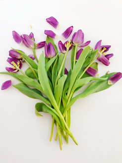 Blumenstrauß aus lila Tulpen, Blumen - AFF000042
