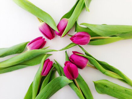 ein Strauß rosa Tulpen in einem Kreis - AFF000043