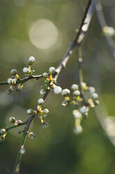 Zweig mit Blüten der Kirschpflaume (Prunus cerasifera) - MYF000228