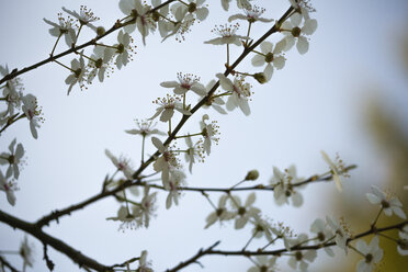 Zweig mit Blüten der Kirschpflaume (Prunus cerasifera) - MYF000230