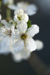 Twig with blossoms of cherry-plum (Prunus cerasifera) - MYF000231