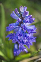 Violett-blaue Hyazinthenblüte, Nahaufnahme - MYF000265