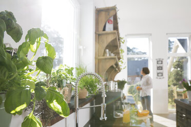 Basil in kitchen with woman in background - FKF000466