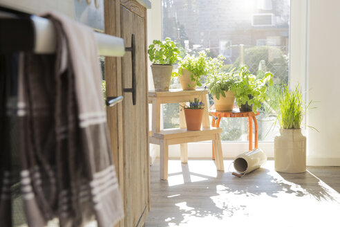 Herbs in flowerpots at the kitchen window - FKF000470