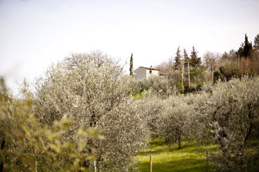 Italy, Tuscany, Volterra, olive grove - KVF000066