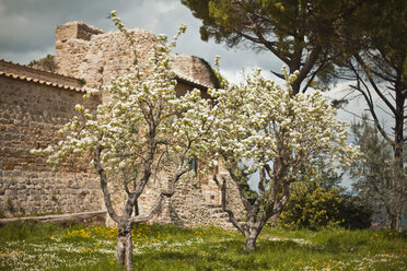 Italien, Toskana, Volterra, blühende Bäume an Steinmauer - KVF000068