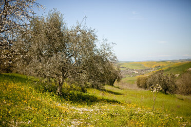 Italien, Toskana, Volterra, Olivenbaum auf Wiese - KVF000080