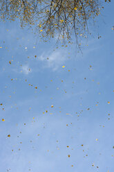 Germany, Frankfurt, Autumn leaves flying in the air - MUF001466