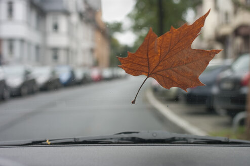 Germany, Frankfurt, Autumn leaf on windscreen - MUF001465