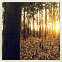 Sonnenaufgang im Wald des Harburger Hügellandes Hamburg, Deutschland - MSF003495