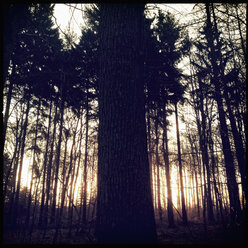 Sonnenaufgang im Wald des Harburger Hügellandes Hamburg, Deutschland - MSF003496