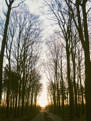 Sonnenaufgang im Wald des Harburger Hügellandes Hamburg, Deutschland - MSF003499