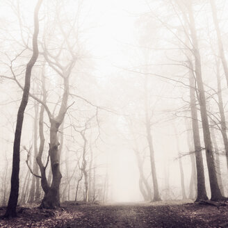 Morning fog in the forest of the Harburg Hills, Hamburg, Germany - MSF003500