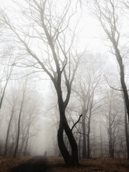 Morgennebel im Wald des Harburger Hügellandes, Hamburg, Deutschland - MSF003501