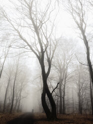 Morning fog in the forest of the Harburg Hills, Hamburg, Germany - MSF003501