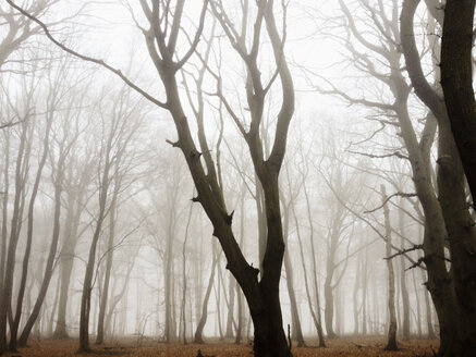 Morgennebel im Wald des Harburger Hügellandes, Hamburg, Deutschland - MSF003504