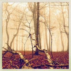 Morgennebel im Wald des Harburger Hügellandes, Hamburg, Deutschland - MSF003505