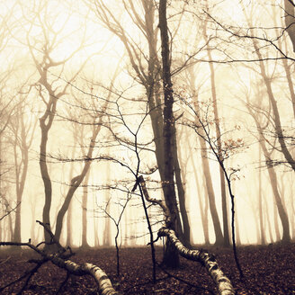 Morgennebel im Wald des Harburger Hügellandes, Hamburg, Deutschland - MSF003506