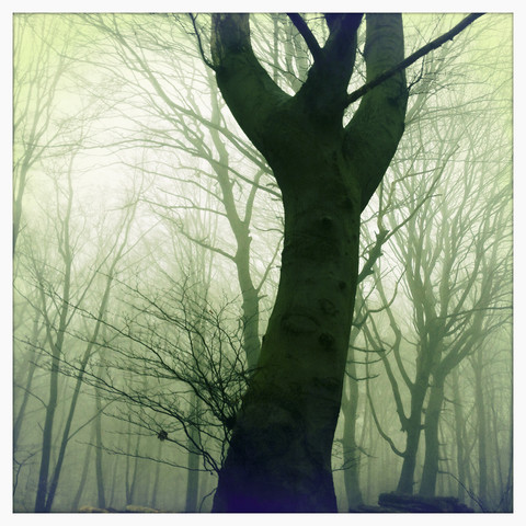 Morgennebel im Wald des Harburger Hügellandes, Hamburg, Deutschland, lizenzfreies Stockfoto