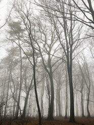 Morgennebel im Wald des Harburger Hügellandes, Hamburg, Deutschland - MSF003509