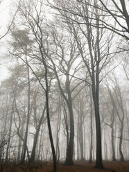 Morning fog in the forest of the Harburg Hills, Hamburg, Germany - MSF003509