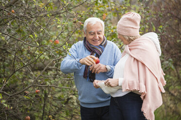 Älteres Paar pflückt Äpfel bei einem Spaziergang - WESTF019194