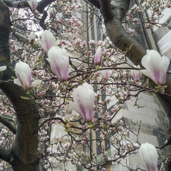 Deutschland, Nordrhein-Westfalen, Aachen, Domplatz, Magnolienblüte - HLF000434