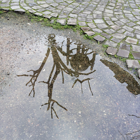 Deutschland, Nordrhein-Westfalen, Aachen, Domplatz, Wasserpfütze mit Spiegelung in einem Baum, lizenzfreies Stockfoto