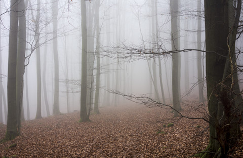 Deutschland, Hessen, Nebel im Naturpark Taunus, lizenzfreies Stockfoto