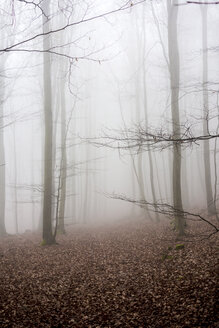 Deutschland, Hessen, Nebel im Naturpark Taunus - ATAF000035