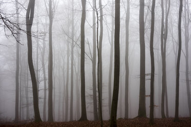 Deutschland, Hessen, Nebel im Naturpark Taunus - ATAF000034