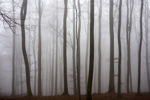 Deutschland, Hessen, Nebel im Naturpark Taunus - ATAF000034