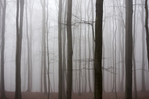 Deutschland, Hessen, Nebel im Naturpark Taunus - ATAF000033