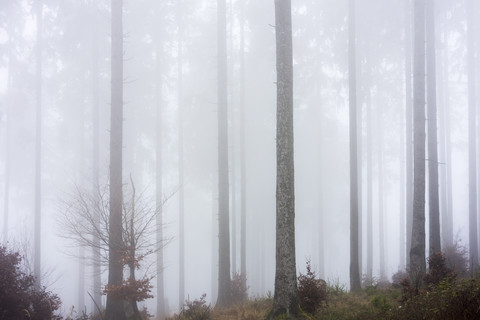 Deutschland, Hessen, Nebel im Naturpark Taunus, lizenzfreies Stockfoto