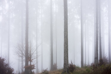 Deutschland, Hessen, Nebel im Naturpark Taunus - ATAF000032