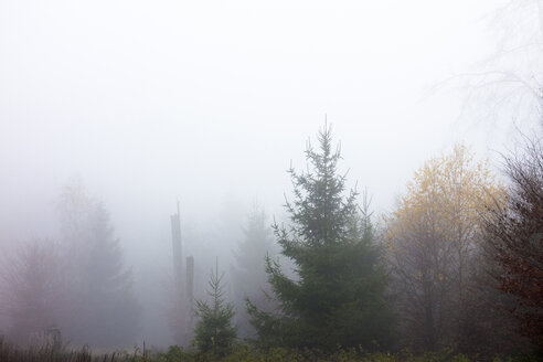 Deutschland, Hessen, Nebel im Naturpark Taunus - ATAF000031