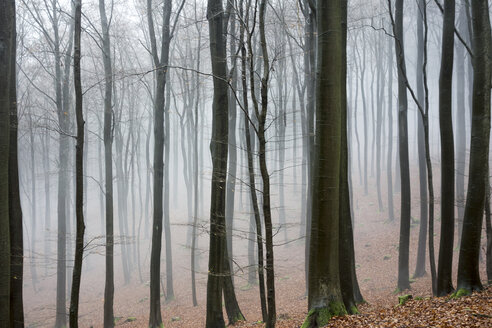 Deutschland, Hessen, Nebel im Naturpark Taunus - ATAF000030