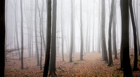 Deutschland, Hessen, Nebel im Naturpark Taunus - ATAF000028