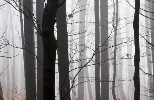 Deutschland, Hessen, Nebel im Naturpark Taunus - ATAF000027