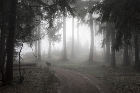 Germany, Hesse, fog in the nature park Taunus stock photo